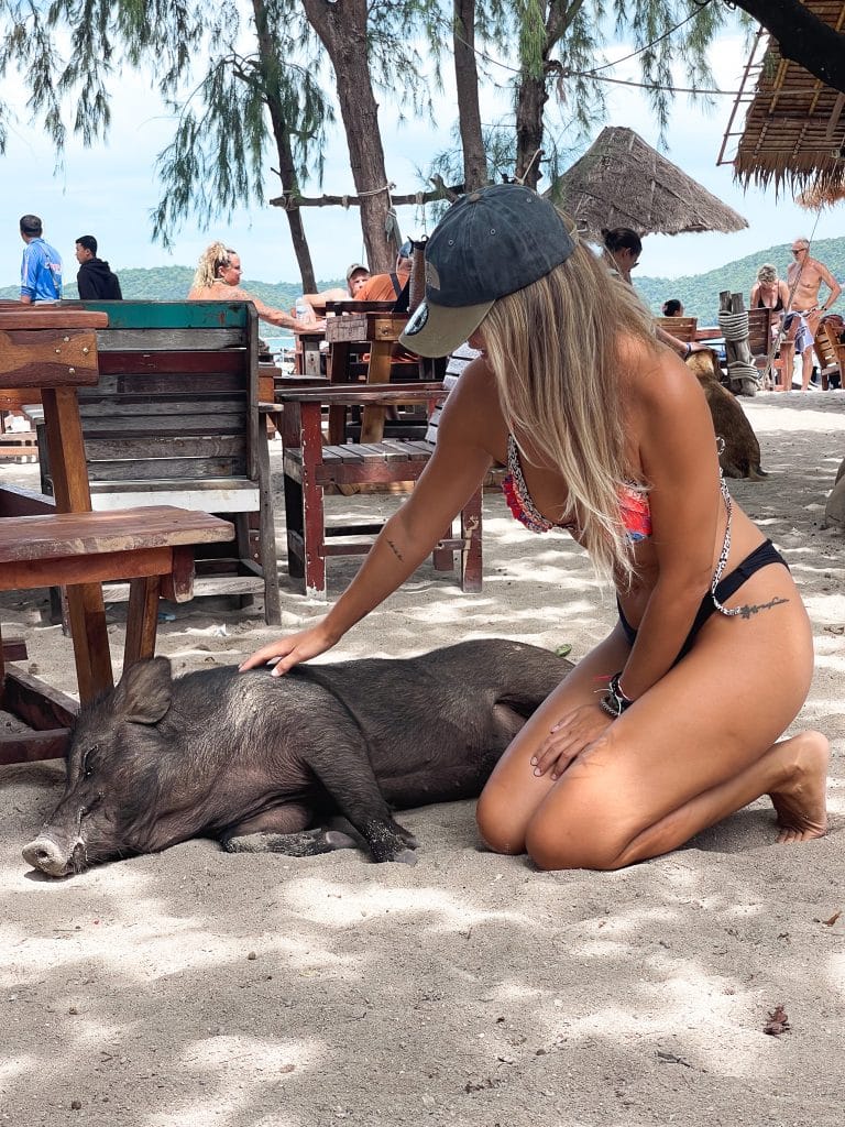 excursion to pig island